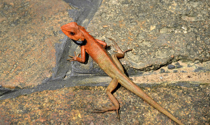 Ящерица, Calotes versicolor, тропические джунгли, остров Хайнань, Китай, май 2011 года - alekskai