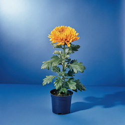 Similar image 22755605