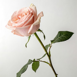 Similar image 22754570