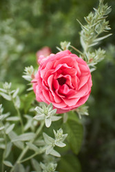Similar image 22768596
