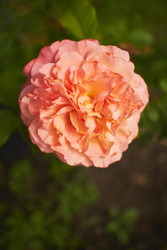 Similar image 22768598