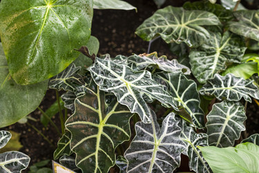 Растение в центре изображения — это Alocasia amazonica, широко известная как Alocasia Polly или африканское масочное растение. Флора - Pazemin