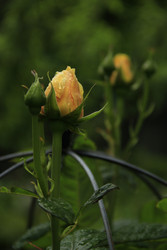 Similar image 22767521