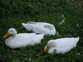 Similar image 22768501