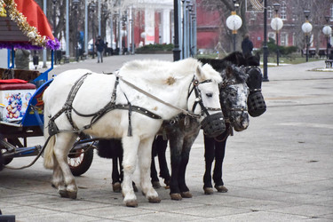 Катание детей в упряжке на пони в центре города Саратова, Россия. Тройка мини лошадей - Sveetlana