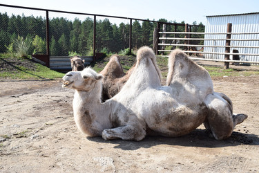 Двугорбые верблюды Camelus bactrianus отдыхают в загоне на ферме. Страусиное ранчо, село Власиха, город Барнаул, Алтайский край, Россия - Sveetlana