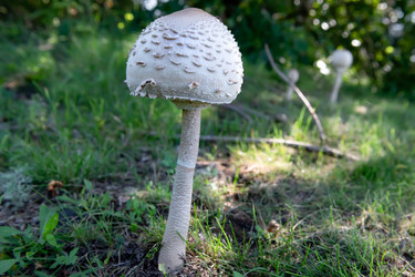 Крупный план пестрого зонтичного гриба (Macrolepiota procera) - kostya6969