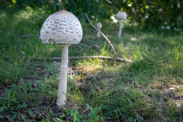 Крупный план пестрого зонтичного гриба (Macrolepiota procera) - kostya6969