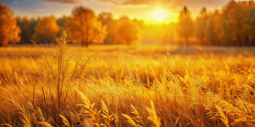 Abstract autumn field illuminated by sunset with soft focus capturing nature’s serene beauty in warm golden hues. Generative AI - RomanZ