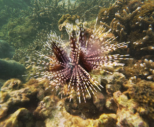 Полосатый морской еж (Echinothrix calamaris) выпускает белые гаметы из анальной папиллы, образуя дымчатое облако; рядом на коралловом рифе находится рыба-дама, снято перед закатом, Нячанг, Вьетнам - goodolga