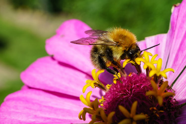 Цинния изящная (Zinnia elegans) с розовыми лепестками и ярко-желтой сердцевиной - Julia_Korn