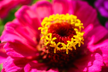 Цинния изящная (Zinnia elegans) с розовыми лепестками и ярко-желтой сердцевиной - Julia_Korn