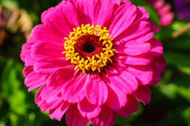 Цинния изящная (Zinnia elegans) с розовыми лепестками и ярко-желтой сердцевиной - Julia_Korn