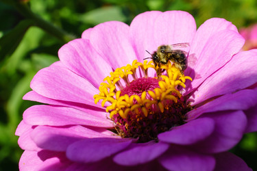 Цинния изящная (Zinnia elegans) с розовыми лепестками и ярко-желтой сердцевиной.На цветке находится шмель или пчела который собирает нектар и пыльцу - Julia_Korn