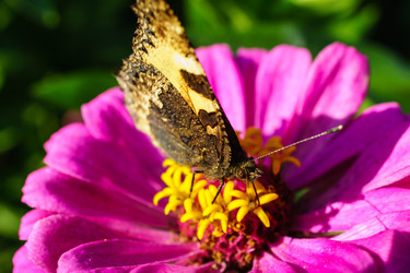 Цинния изящная (Zinnia elegans) с розовыми лепестками и ярко-желтой сердцевиной - Julia_Korn