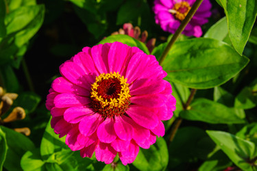 Цинния изящная (Zinnia elegans) с розовыми лепестками и ярко-желтой сердцевиной - Julia_Korn