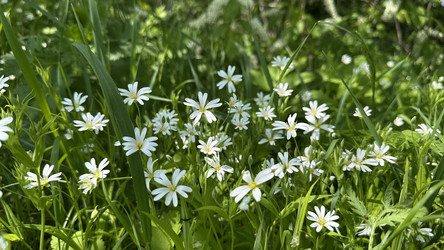 Растение травянистое звездчатка ланцетовидная (Stellaria holostea),  лесная звездчатка - Oksana Shvedkova