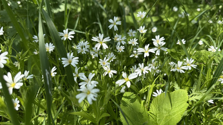 Растение травянистое звездчатка ланцетовидная (Stellaria holostea),  лесная звездчатка - Oksana Shvedkova