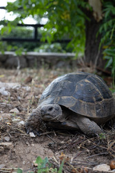 Африканская шипохвостая черепаха (Geochelone sulcata) на земле - Oksana Shvedkova