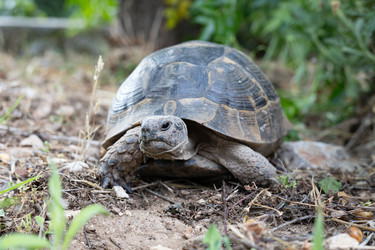 Африканская шипохвостая черепаха (Geochelone sulcata) на земле - Oksana Shvedkova