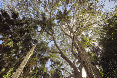 Tropical trees reaching for the sky in chichén itzá, mexico - Pippocarlot