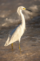 Bubulcus Ibis на Доминиканском пляже 4 - Pippocarlot