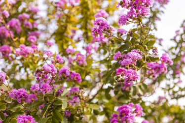 Цветение дерева Lagerstroemia speciosa летом - Pippocarlot