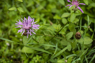 Цветок Stokesia laevis - Pippocarlot