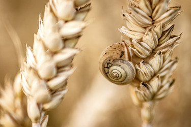 Макрофотография улитки на полевом колосе - Pippocarlot