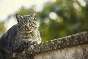 Кот, лежащий на стене - Pippocarlot