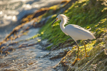 Bubulcus Ibis на Доминиканском пляже 11 - Pippocarlot