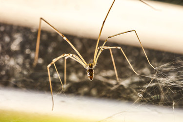 Домашний паук (Pholcus phalangioides) #4 - Pippocarlot