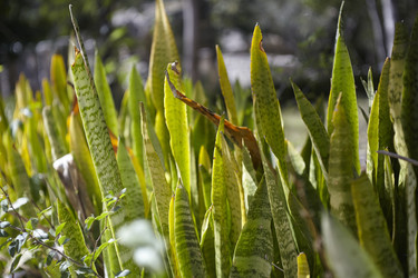 Sansevieria trifasciata growing in chichén itzá, mexico - Pippocarlot