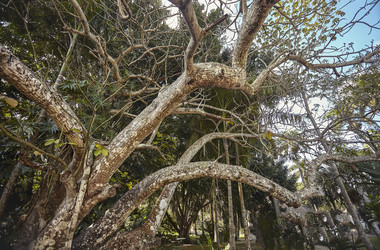 Majestic tree branches reaching for the sky in chichén itzá - Pippocarlot