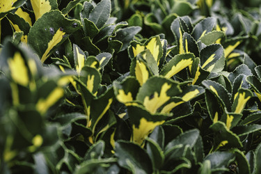 Euonymus fortunei 'emerald 'n' gold' с пестрыми листьями - Pippocarlot