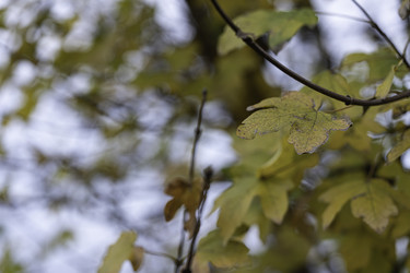 Image 22803106