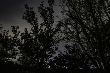 Темные деревья, силуэты которых выделяются на фоне облачного ночного неба - Pippocarlot