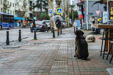 Черная бездомная собака сидит на тротуаре в Батуми - Pippocarlot