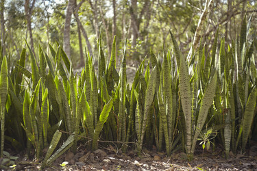 Sansevieria trifasciata growing in chichén itzá tropical forest - Pippocarlot