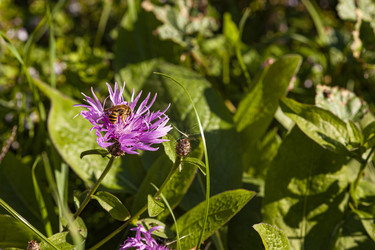Цветок Stokesia laevis - Pippocarlot