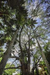 Majestic ceiba tree dominating the lush landscape of chichén itzá - Pippocarlot