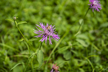 Фиолетово-розовый цветок астры Стоукса (Stokesia laevis) - Pippocarlot