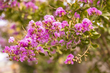 Цветение дерева Lagerstroemia speciosa летом - Pippocarlot