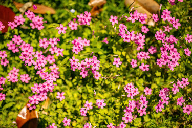 Весеннее цветение Oxalis Articulata - Pippocarlot