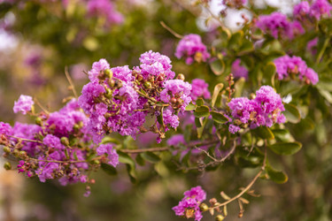 Цветение дерева Lagerstroemia speciosa летом - Pippocarlot