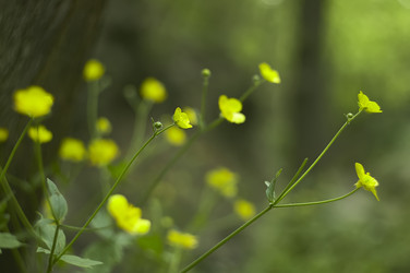 Море желтых цветов. Лютик едкий, Ranunculus acris - Pippocarlot