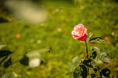 Similar image 22784931