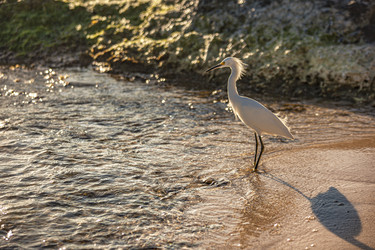 Bubulcus Ibis на Доминиканском пляже 7 - Pippocarlot