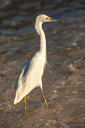Bubulcus Ibis на Доминиканском побережье 4 - Pippocarlot