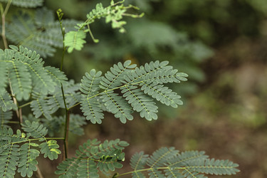Leucaena leucocephala leadtree, растущая в тропическом лесу - Pippocarlot